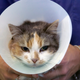 Image for article titled The internet's most important animals are having a rough fucking time of it this week